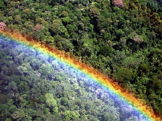 леса Амазонки